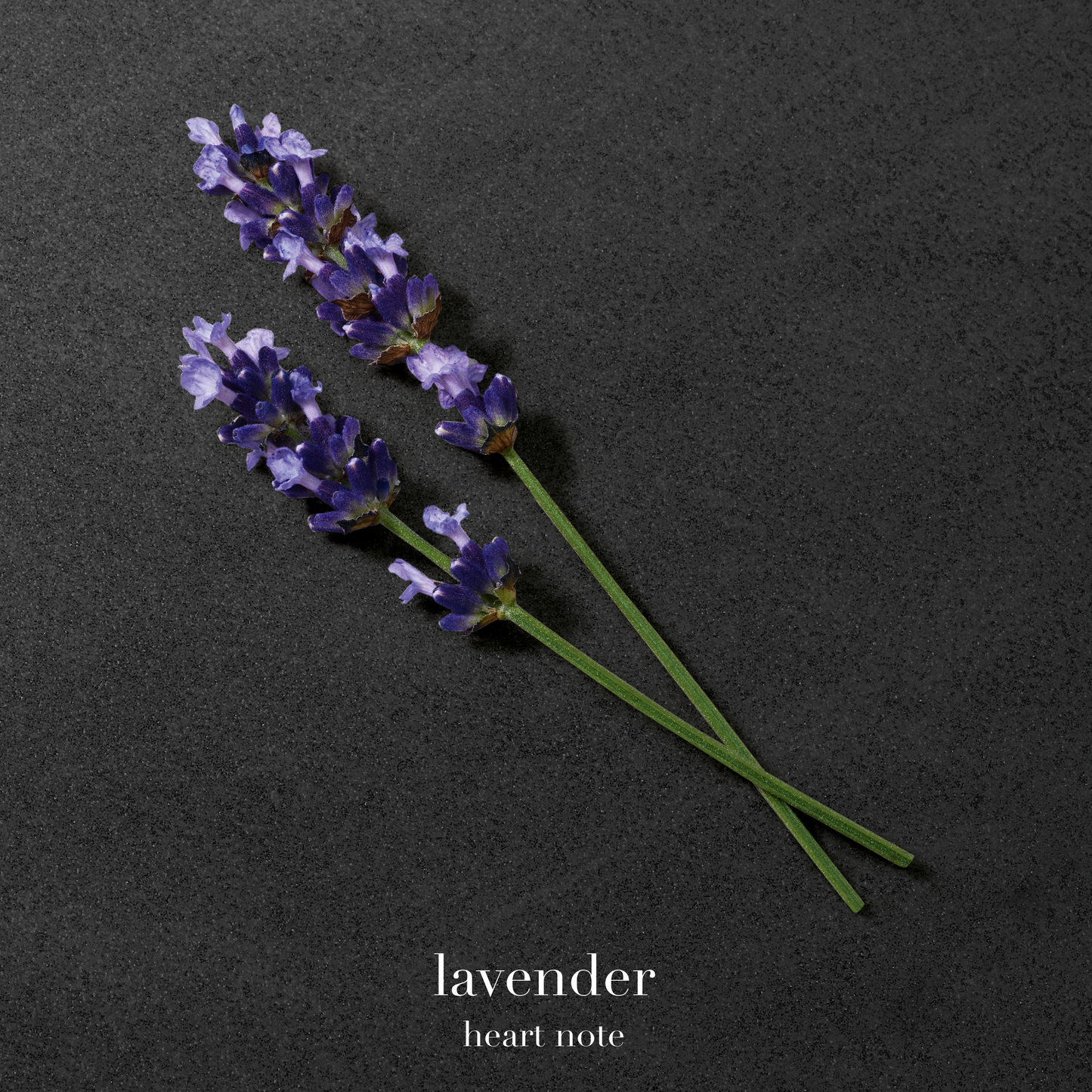 EMPORIO ARMANI - STRONGER WITH YOU ABSOLUTELY